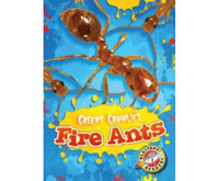 Fire_Ants